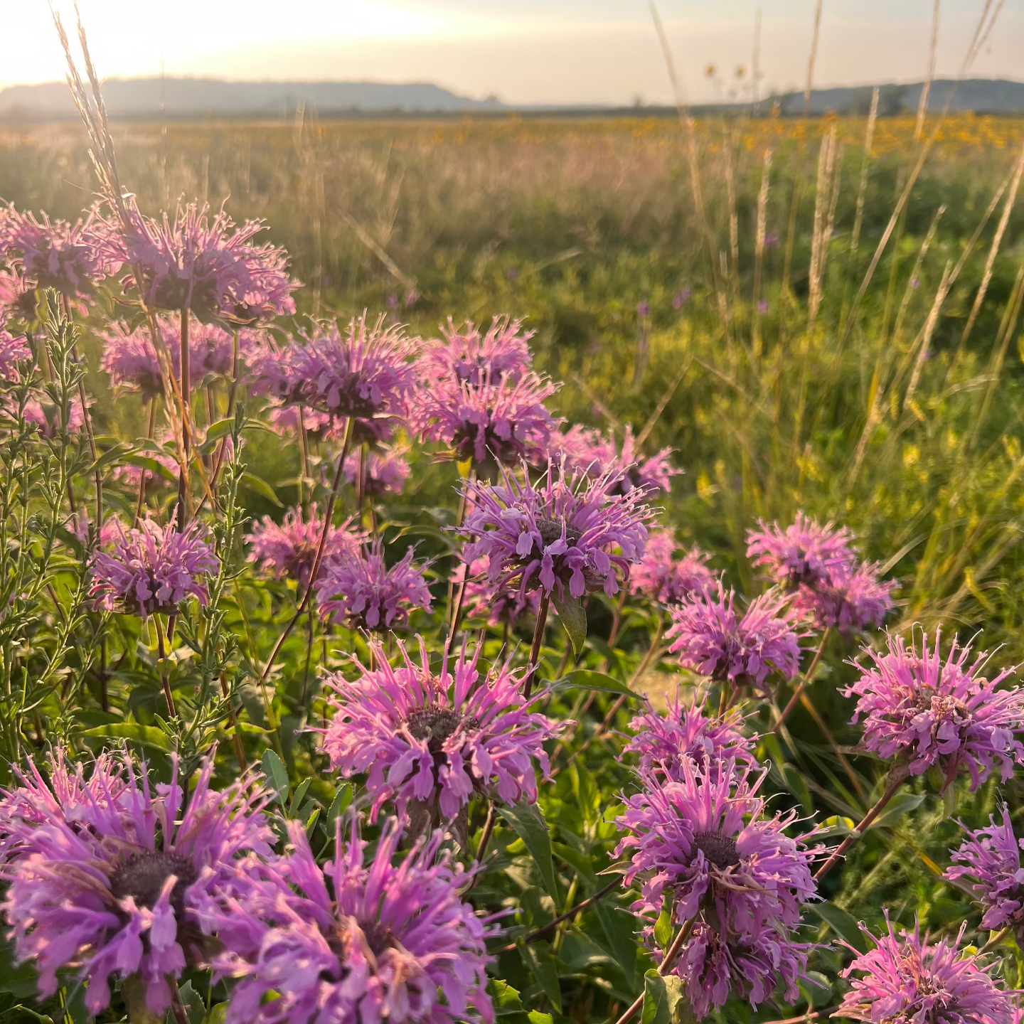 wild bergamot growing wild