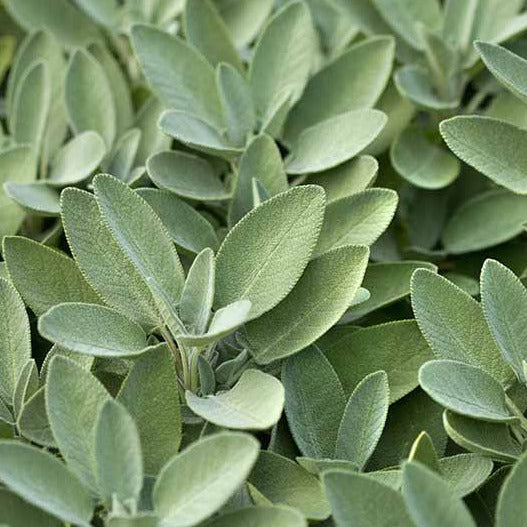 Close-up of fresh green sage leaves used for Wozani mood support tincture herbal remedy