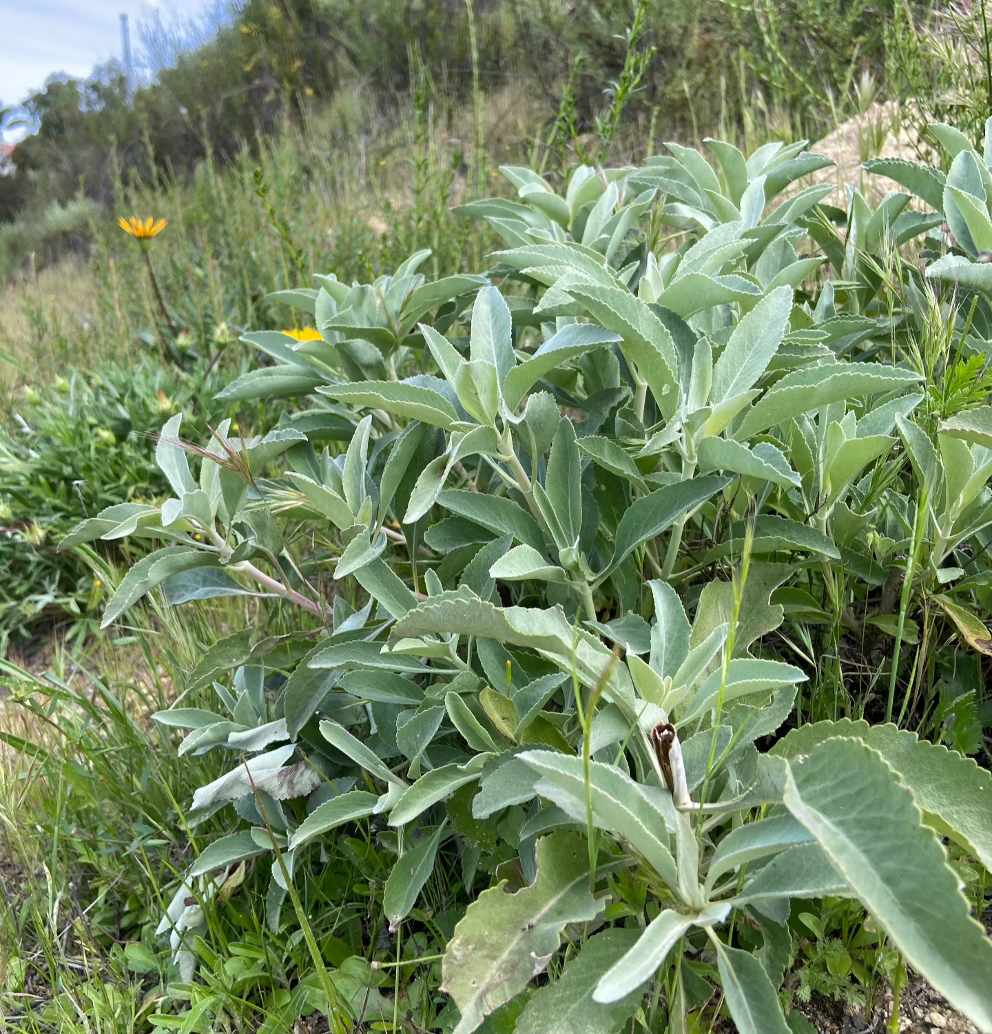white sage growing in the wild