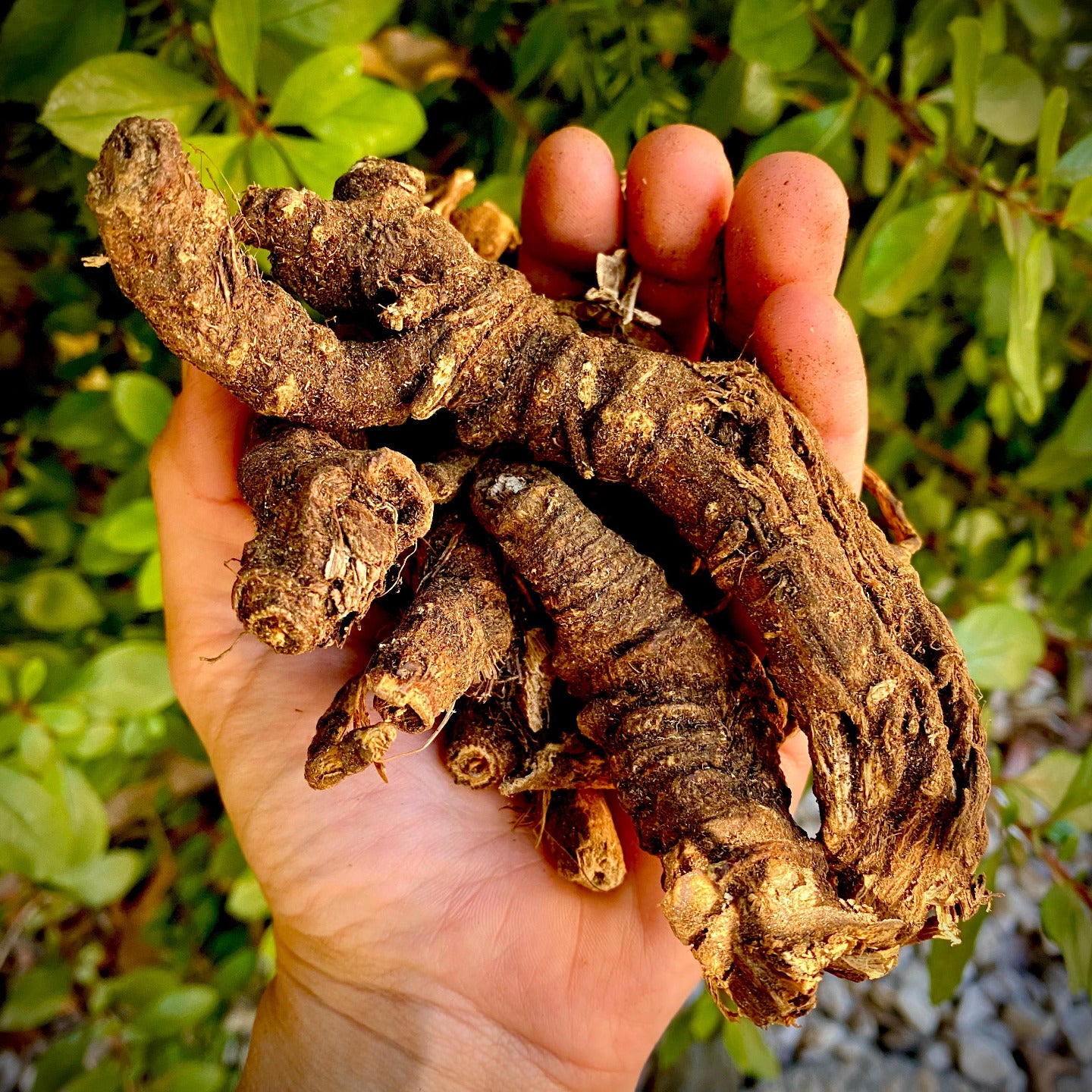 Hand holding dried Osha root used in Wozani herbal tincture Osha root recovery supplement