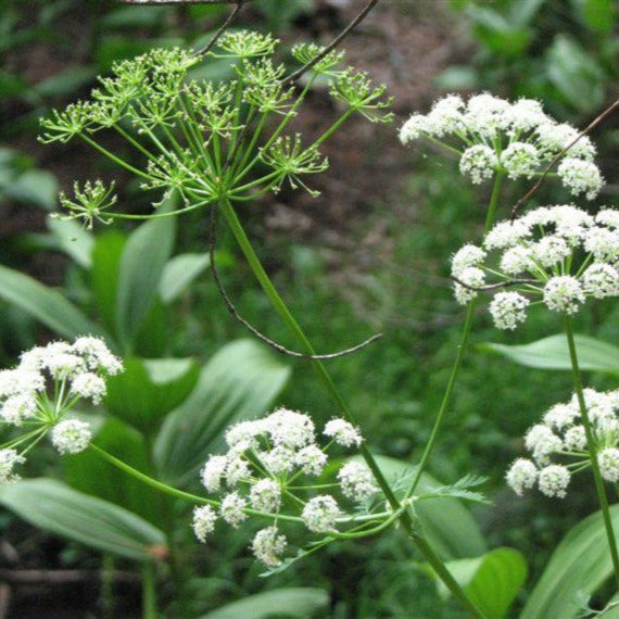 Close-up of Osha root plant with green stems and white flowers for Wozani Osha root recovery supplement