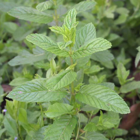 Pain Relief Salve - nativebotanicals