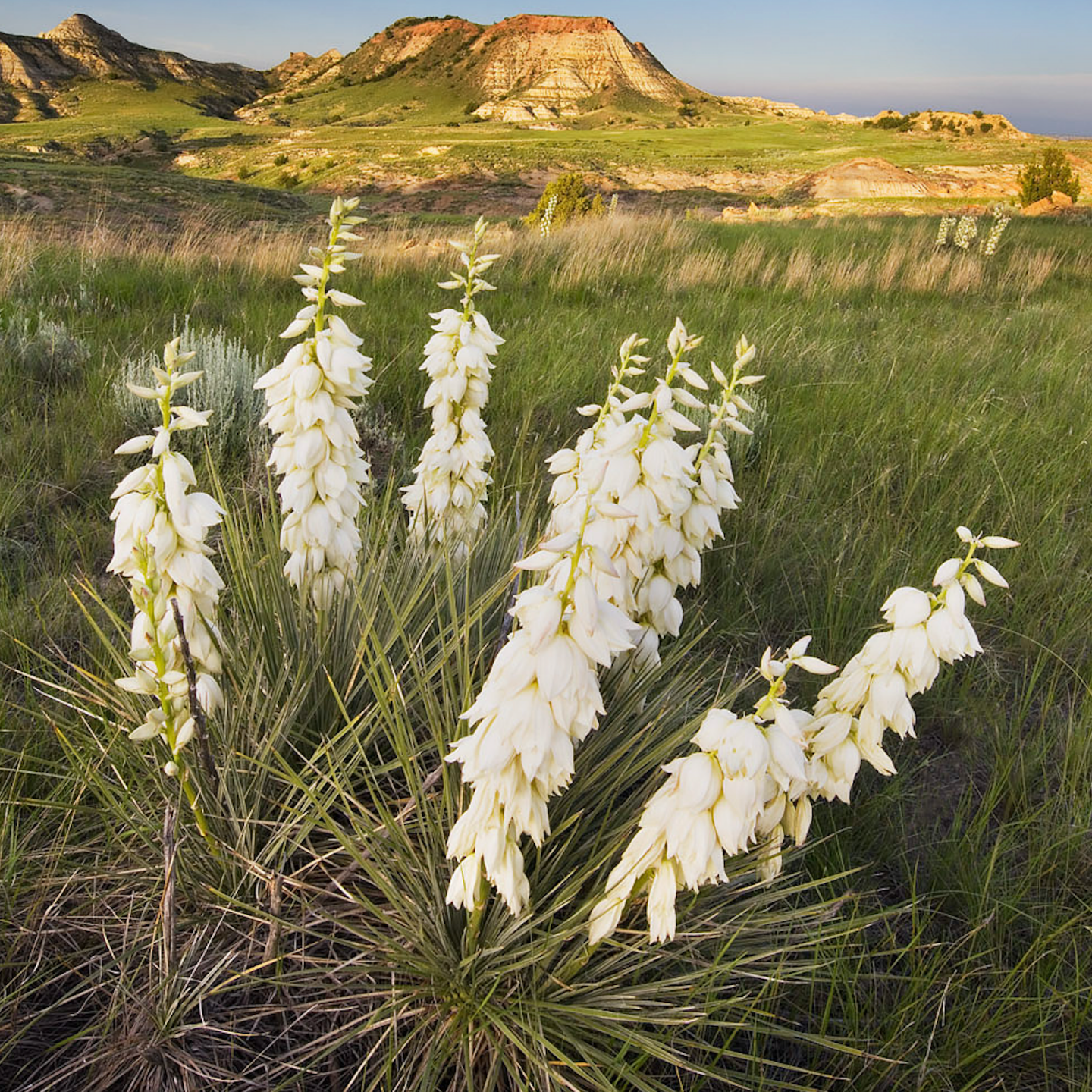 Glow Elixir - Renewing Facial Oil - nativebotanicals