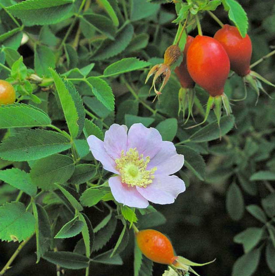 Glow Elixir - Renewing Facial Oil - nativebotanicals