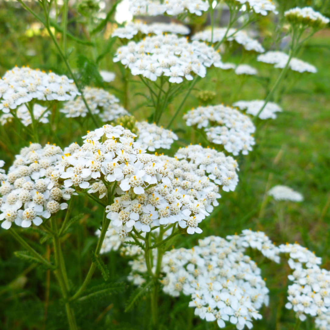 Glow Elixir - Renewing Facial Oil - nativebotanicals
