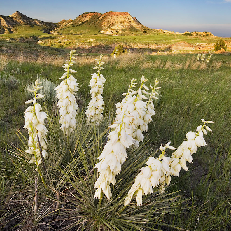 Yucca Root (Hupestola) Herbal Tincture - nativebotanicals