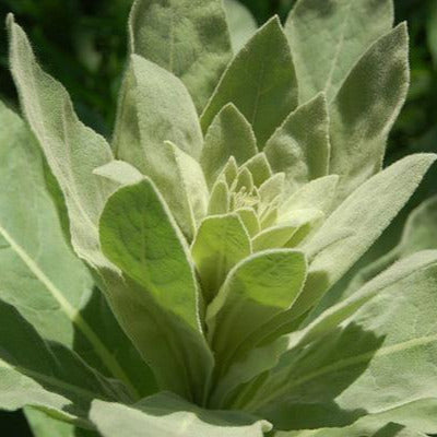 Pain Relief Salve - nativebotanicals