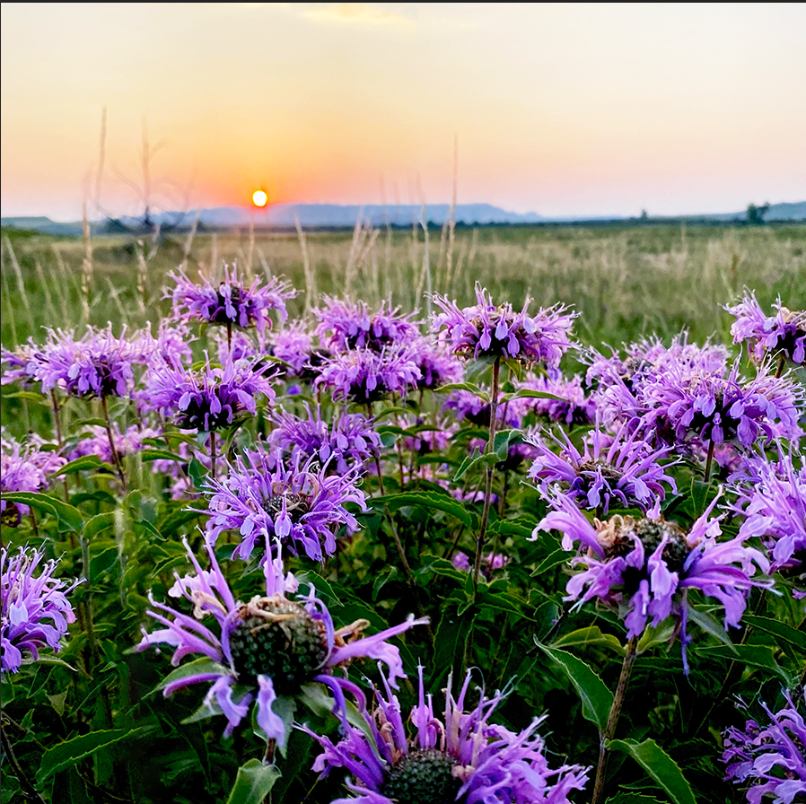 Field of wahpe wastemna (wild bergmot) at sunset showing the wild-harvested ingredients for Wozani Lakota herbal digestive support tincture