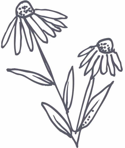 Icahpe Hu (Purple Coneflower/Echinacea)