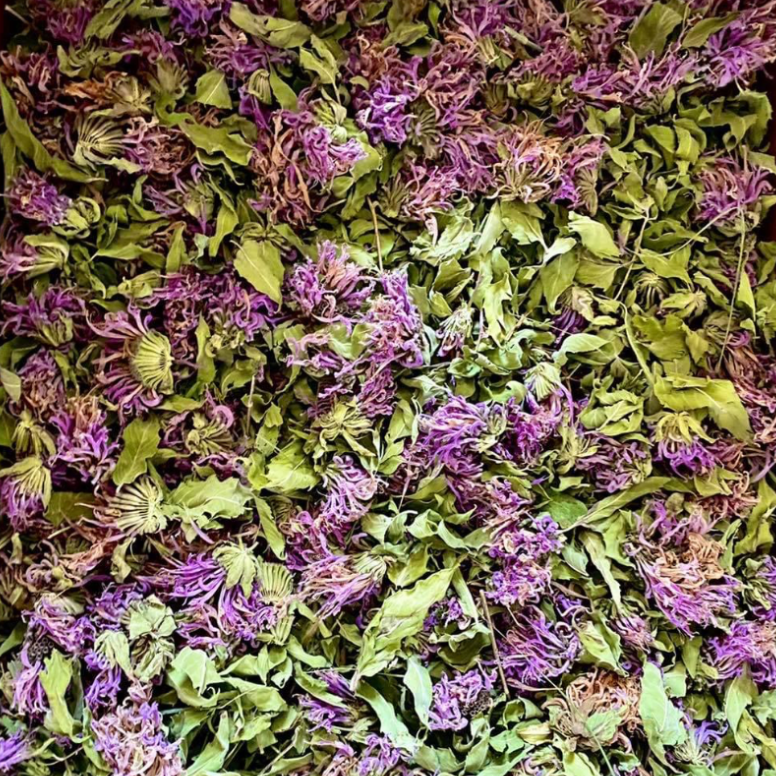 wild bergamot processed for herbal remedies natural herbs