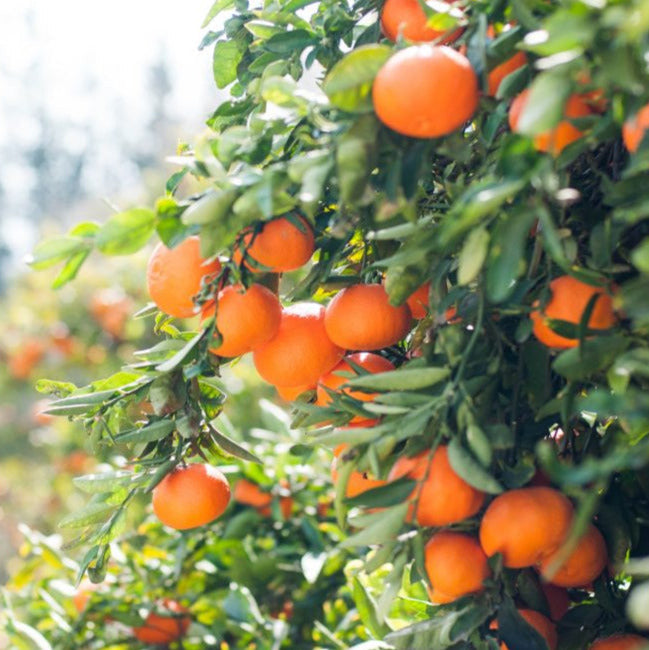 wild orange photo
