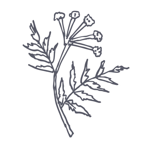 Mato Wahutkan (Bear/Osha Root)