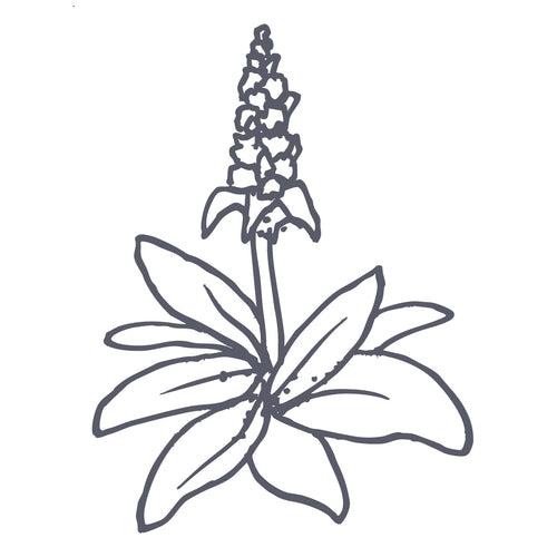 Wahpe Hinsma (Mullein)