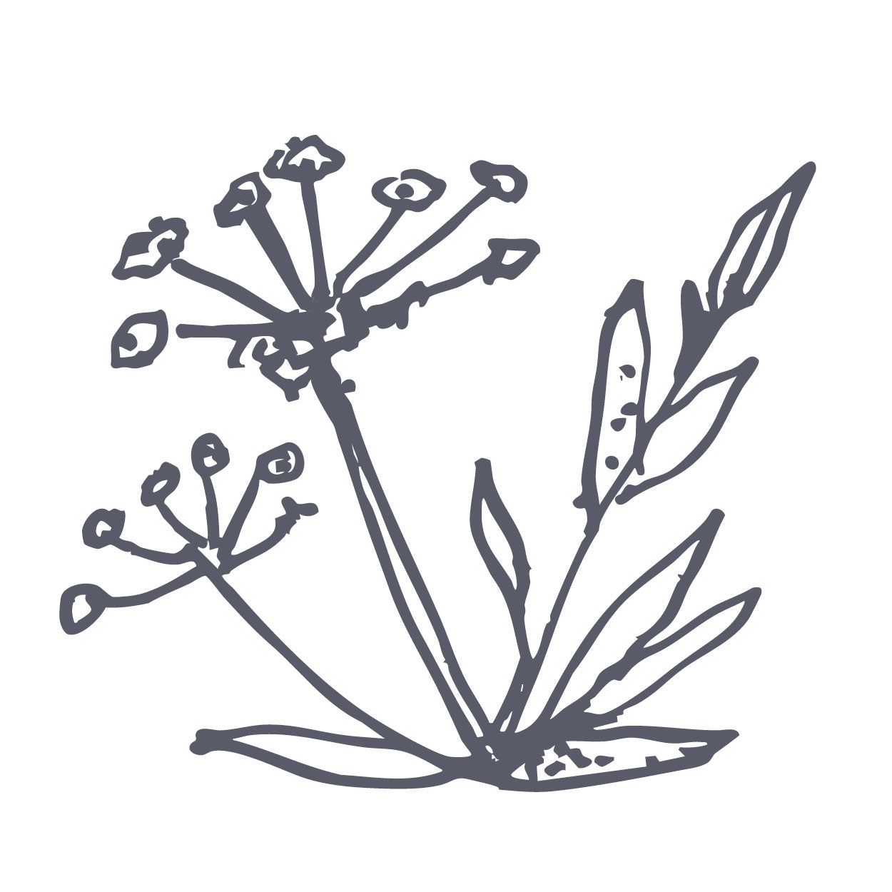 Angelica Root