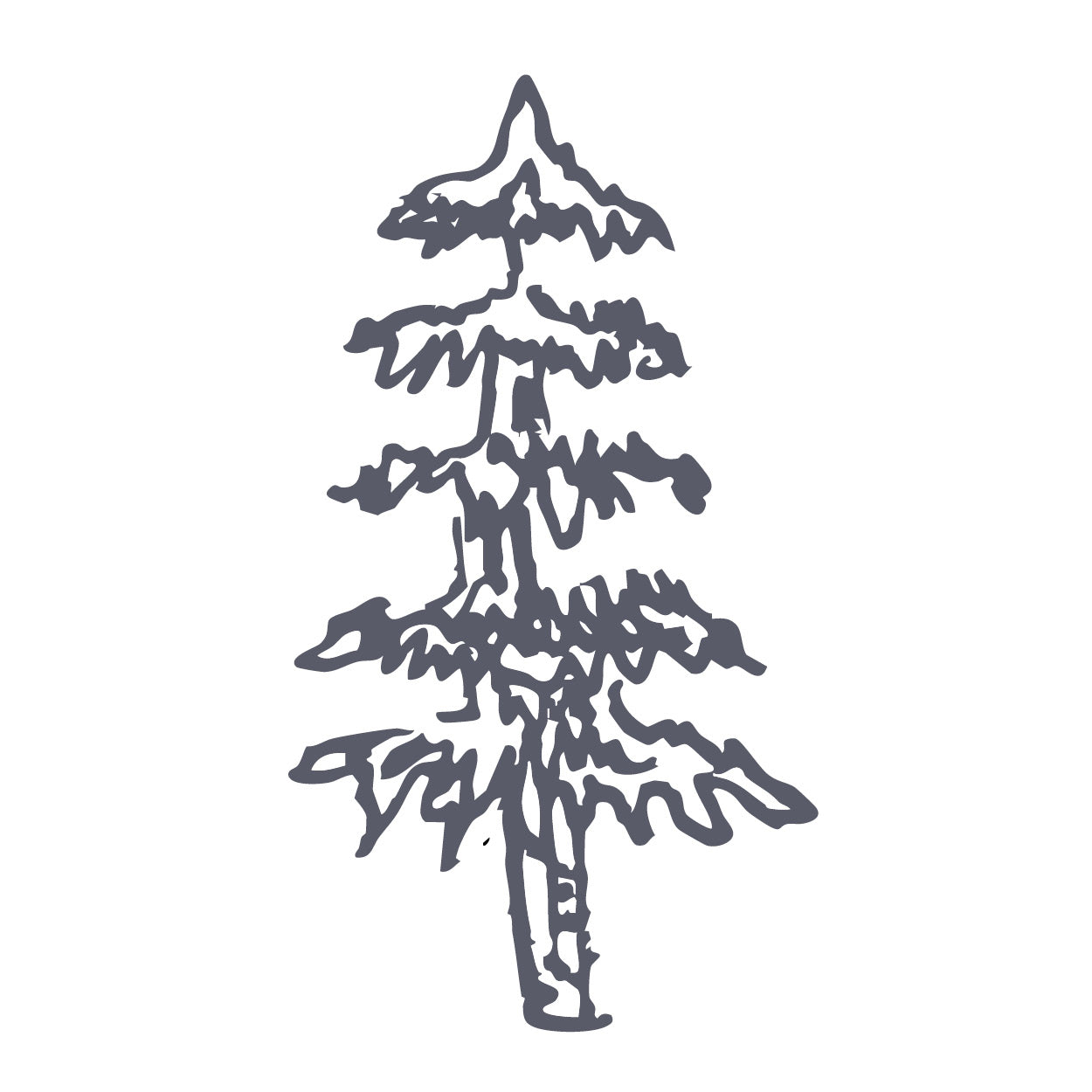 Fir