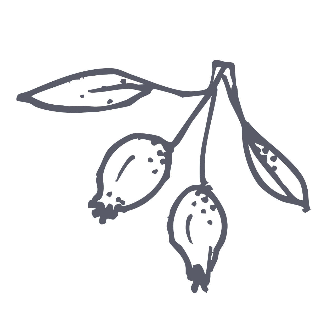Rosehip Seed Oil
