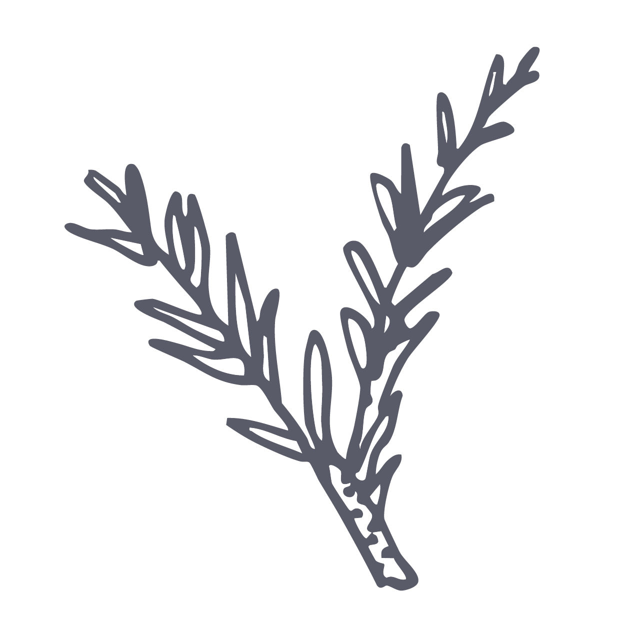 Thyme