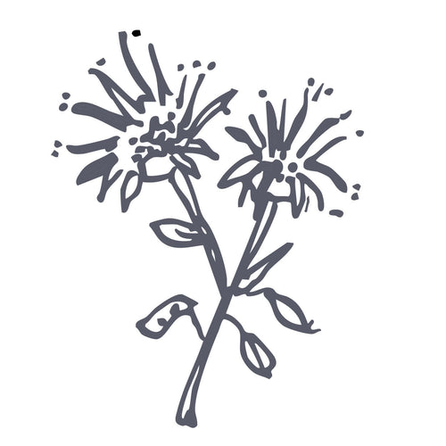 Wahpe Wastemna (Wild Bergamot)