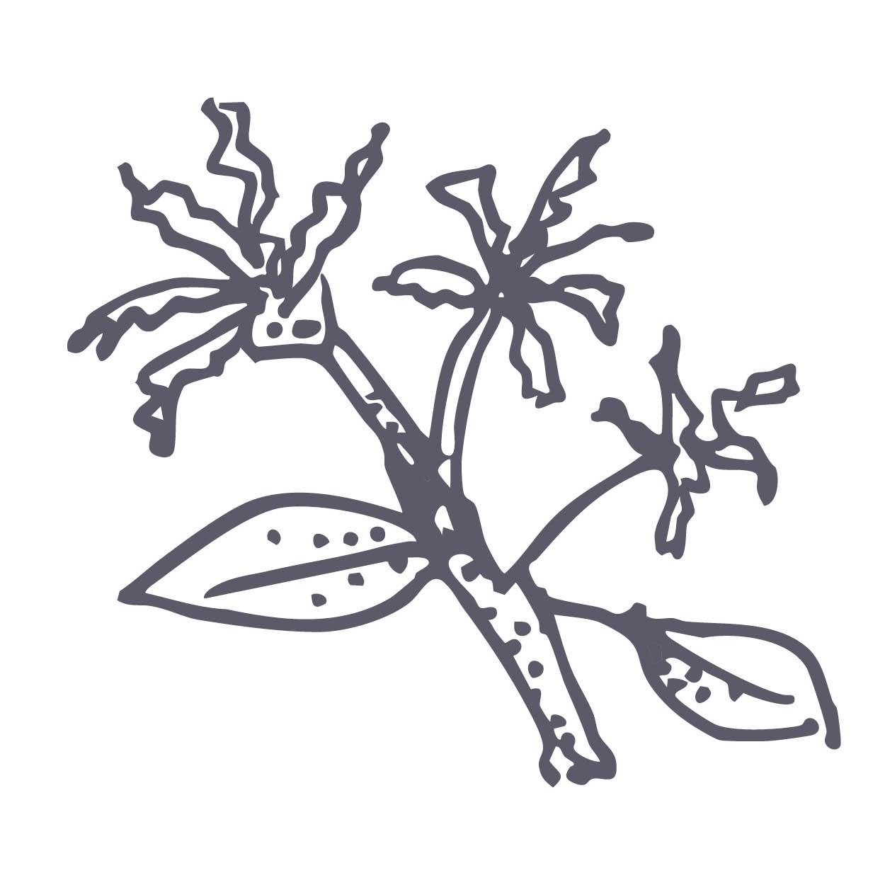 Witch Hazel
