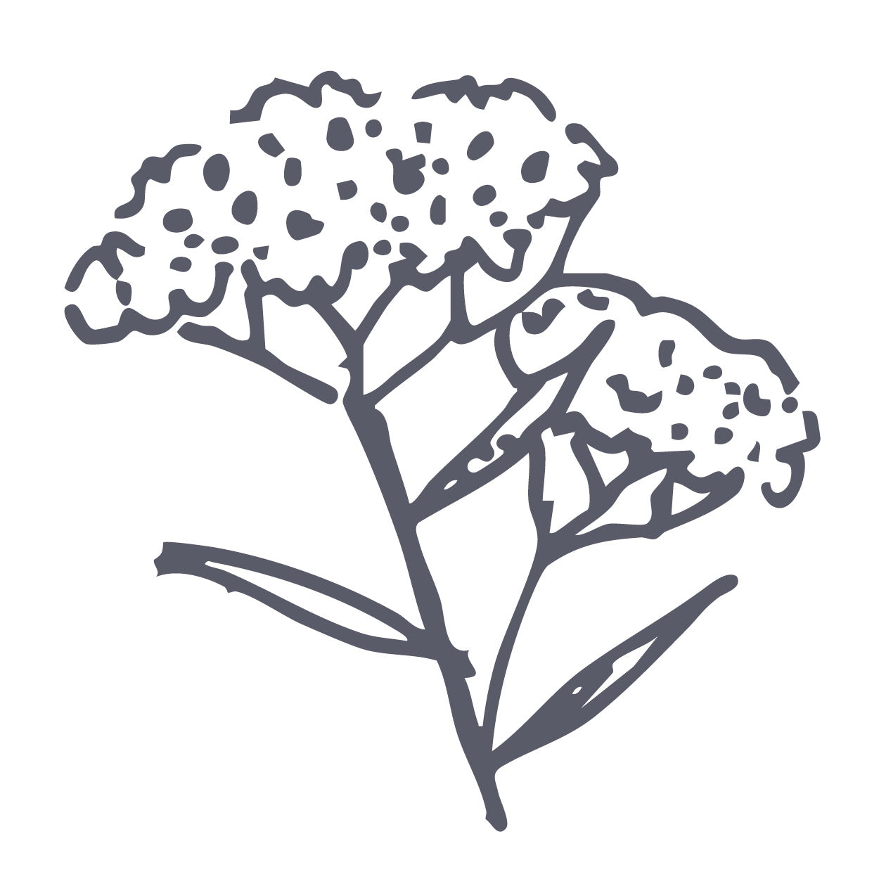 Yarrow