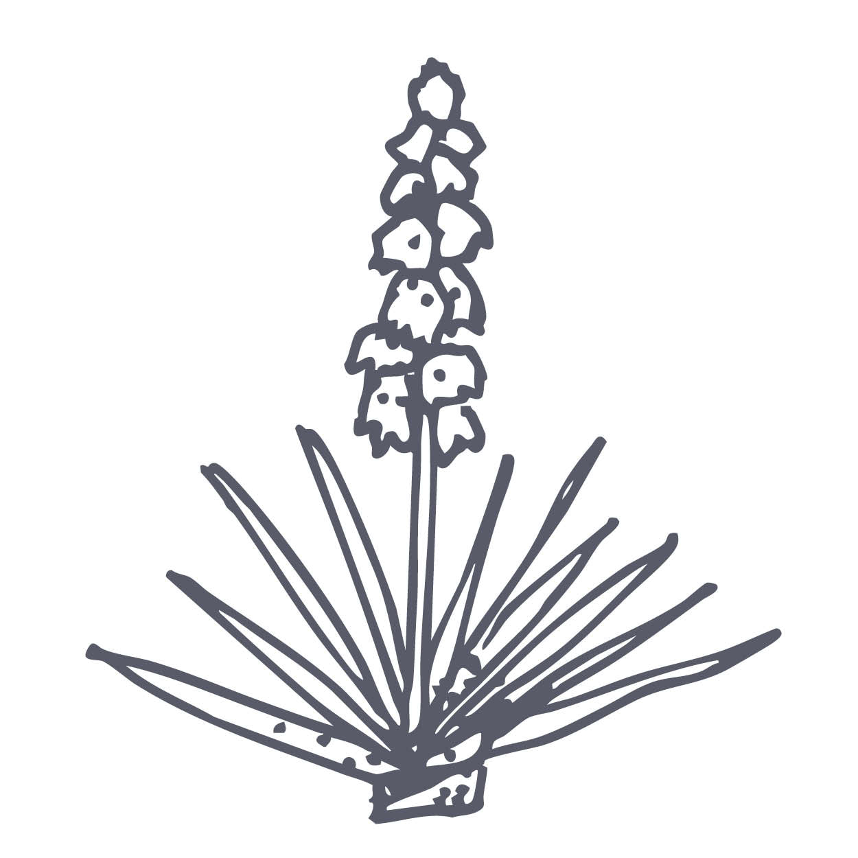 Yucca Root Powder