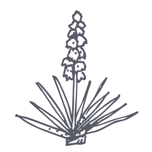 Hupestola (Yucca Root)
