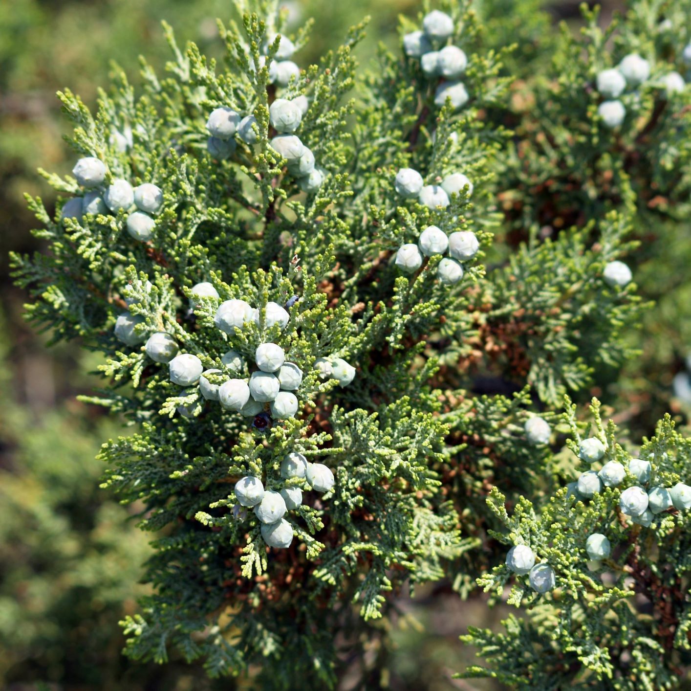 Badlands Transforming Mist - nativebotanicals